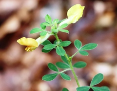Chamaecytisus hirsutus