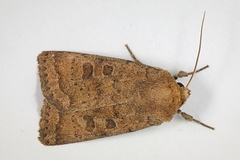 Hoplodrina octogenaria