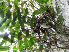 Lomariopsis jamaicensis