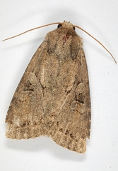 Apterogenum ypsillon