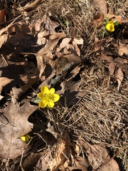 Eranthis