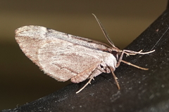 Stamnoctenis pearsalli