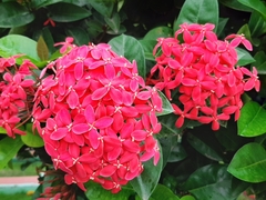 Ixora