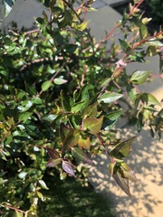 Abelia × grandiflora