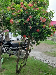 Ixora