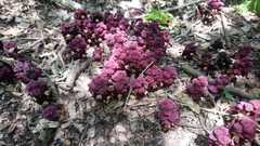 Bdallophytum americanum