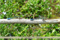 Argia anceps