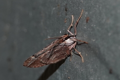 Stamnoctenis pearsalli