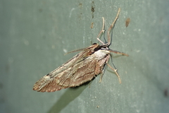 Stamnoctenis pearsalli