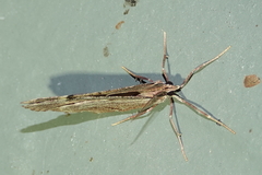Stamnoctenis pearsalli