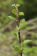 Podosphaera mors-uvae