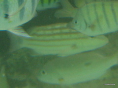 Lutjanus decussatus