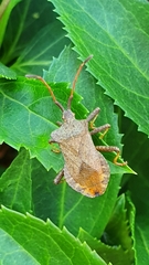 Coreus marginatus