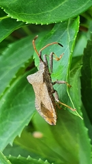 Coreus marginatus