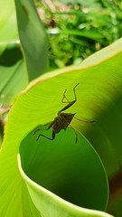 Coreus marginatus