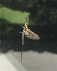 Ephemera glaucops