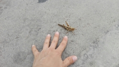 Schistocerca interrita