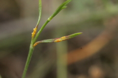 Puccinia asperulae-cynanchicae