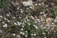 Lobularia maritima