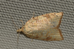 Aleimma loeflingiana