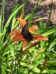 Papilio machaon bairdii