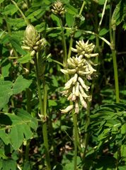 Astragalus schelichowii