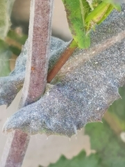 Golovinomyces sonchicola