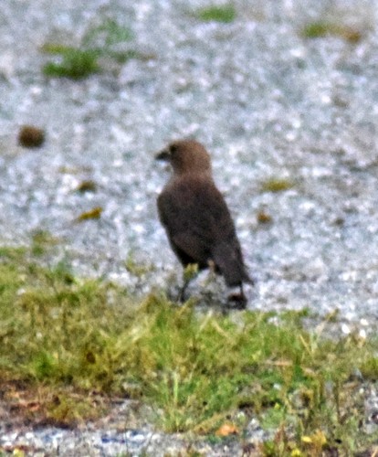 Brown-headed Cowbird photographed in Delaware