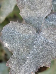 Golovinomyces sonchicola