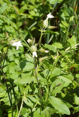 Silene latifolia alba