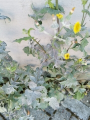 Golovinomyces sonchicola