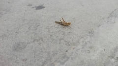 Schistocerca interrita