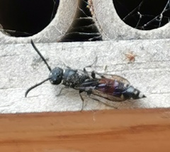 Sapyga quinquepunctata