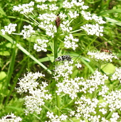 Chlorophorus figuratus