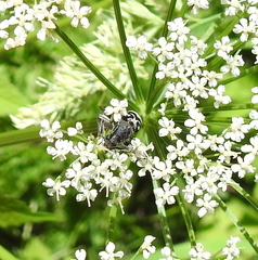 Chlorophorus figuratus