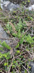Ozothamnus leptophyllus