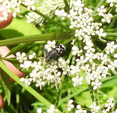 Chlorophorus figuratus