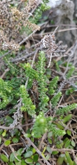 Ozothamnus leptophyllus