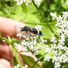 Chlorophorus figuratus