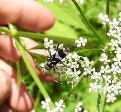 Chlorophorus figuratus