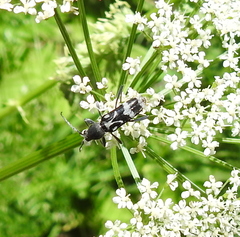 Chlorophorus figuratus