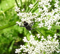 Chlorophorus figuratus