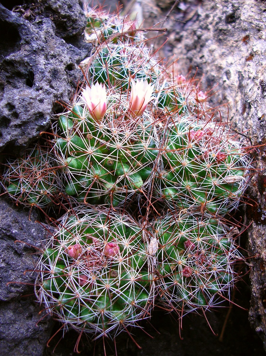 Mammillaria mathildae  iNaturalist