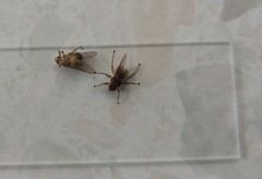 Ornithomya avicularia