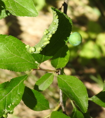 Eriophyes similis