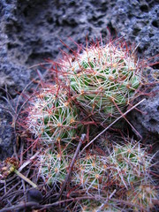 Mammillaria mathildae