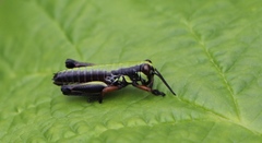 Micropodisma salamandra