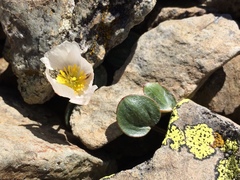 Ranunculus parnassifolius