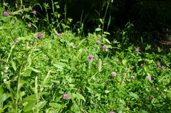 Trifolium pratense