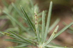 Puccinia coaetanea